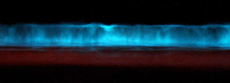 dinoflagellate_bioluminescence_2