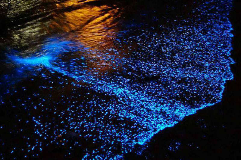 bioluminiscencia en holbox