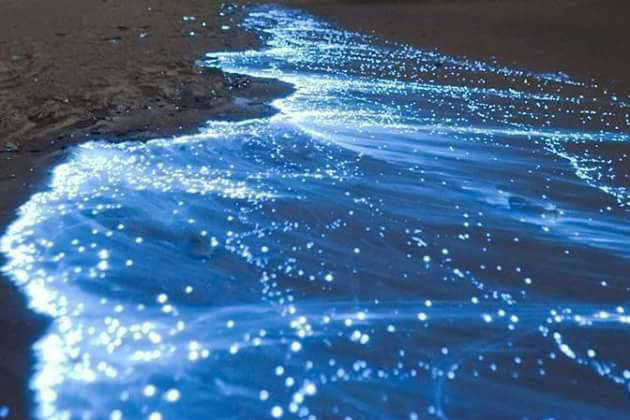 bioluminiscencia en holbox