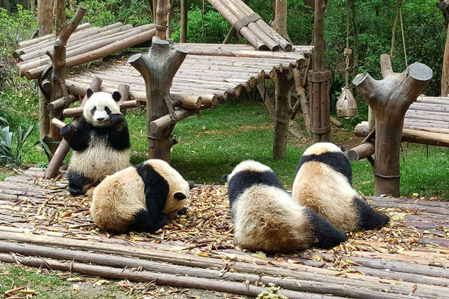 El animal más representativo de China estuvo durante muchos años en peligro de extinción. Aunque actualmente la amenaza es latente, los centros de conservación de esta ciudad han servido para ayudar a la crianza y cruza de esta especie. Son varias las unidades que permiten la entrada de turistas para ver cómo estos enormes osos bicolor interactúan y se preparan para volver a un medio ambiente "semi-salvaje".