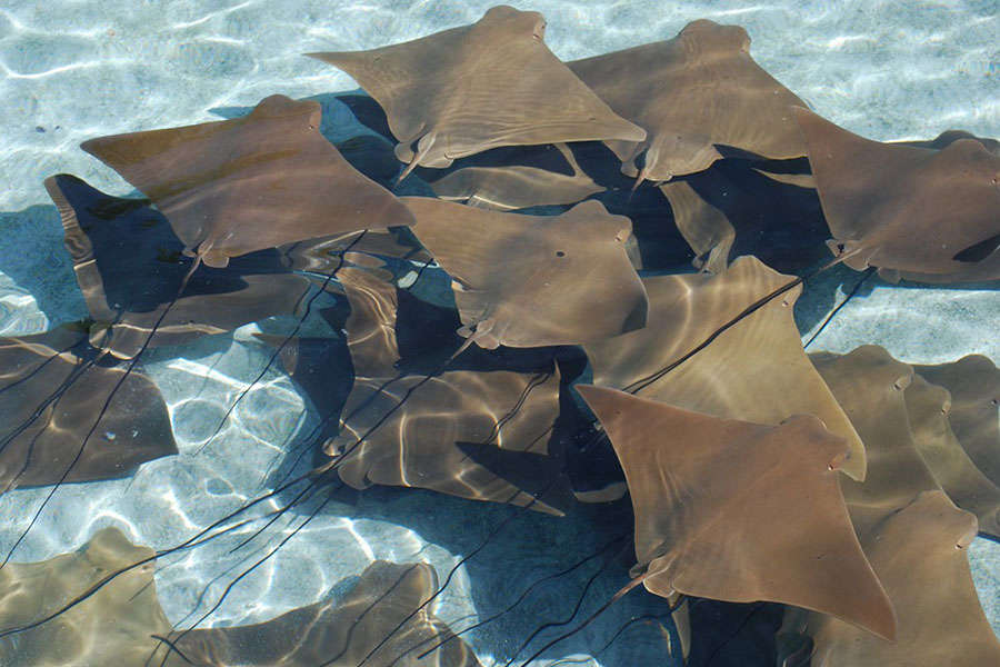 mantas gigantes