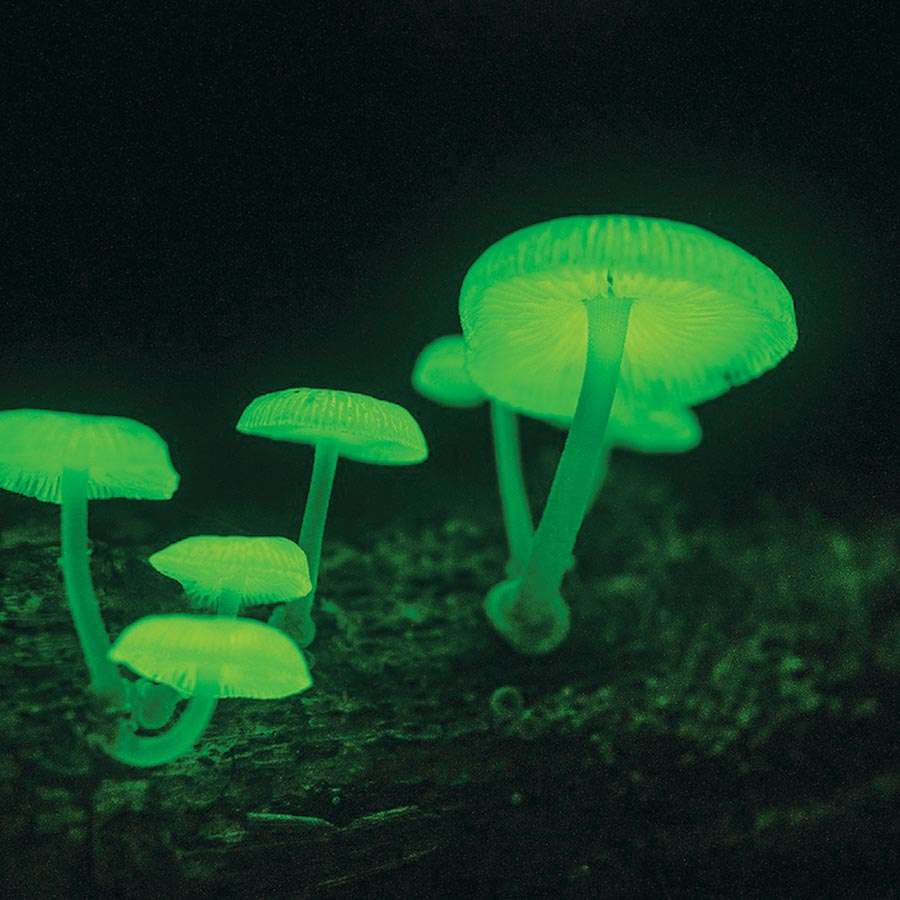 p46-a-ok-nov2019-ok-02