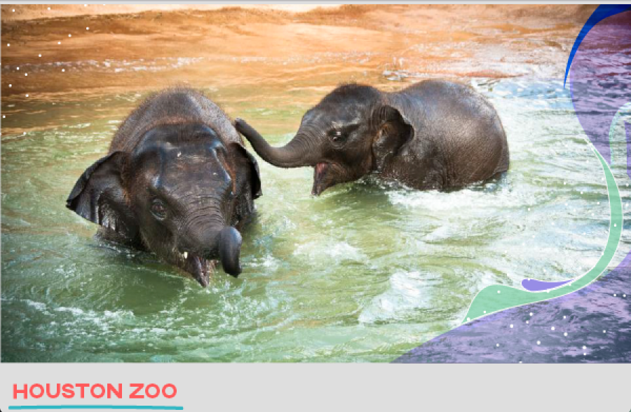 houston-zoo
