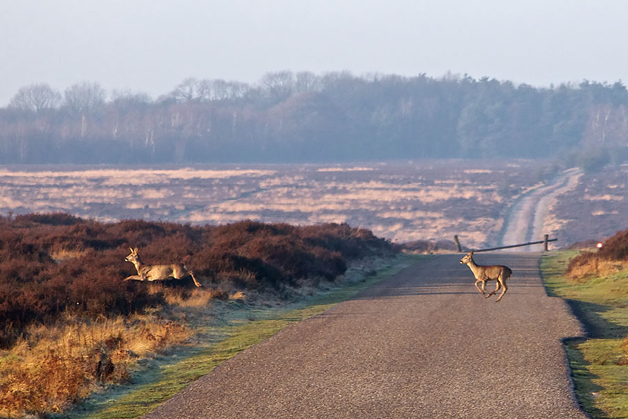 8-parque-nacional-hoge-veluwe