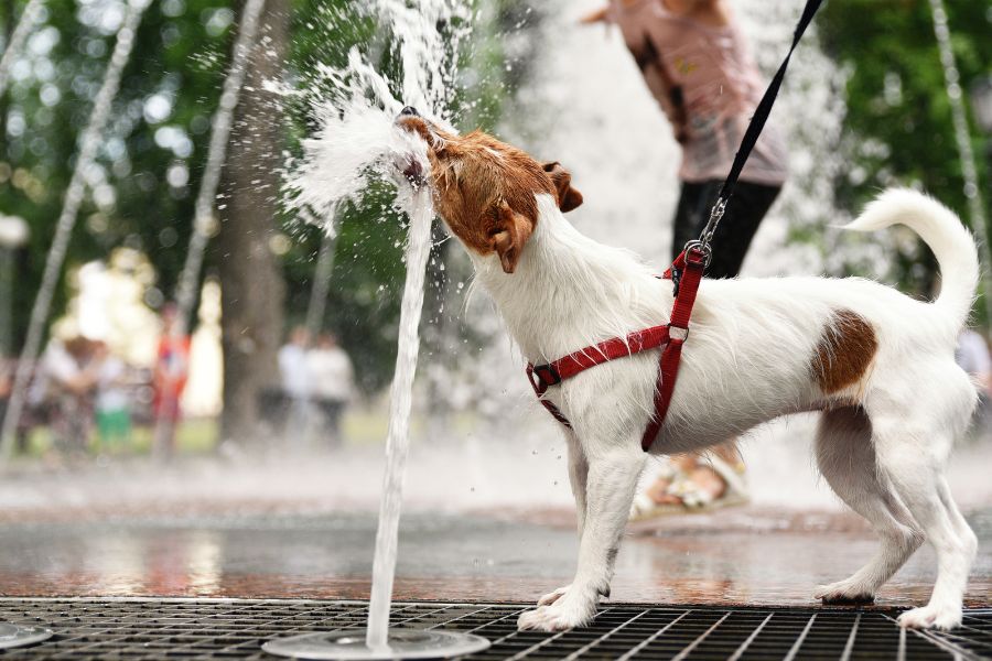 Golpe de calor en perros y mascotas