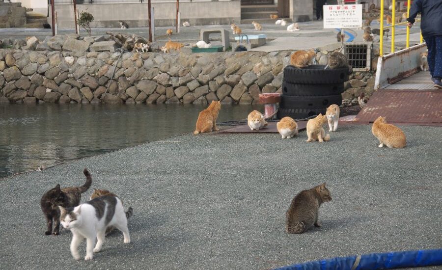 Aoshima. Isla de los Gatos