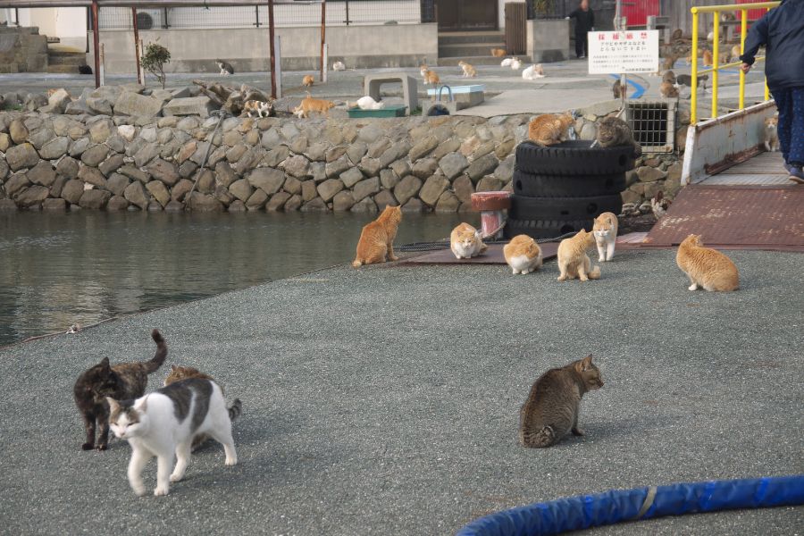 Aoshima. Isla de los Gatos