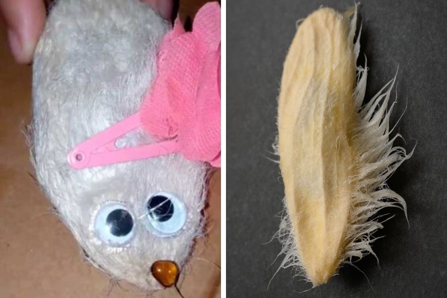 Mascotas con hueso de mango