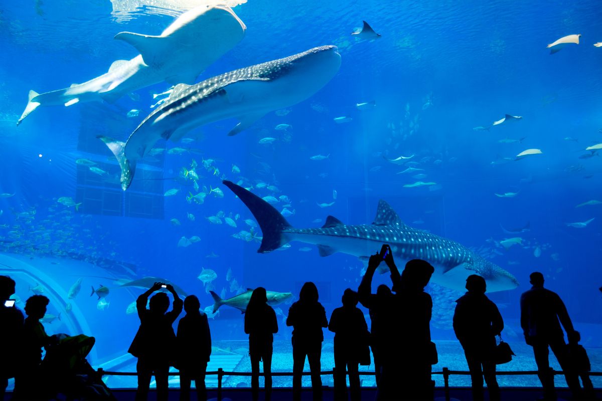 Acuario Michin y Acuario Inbursa