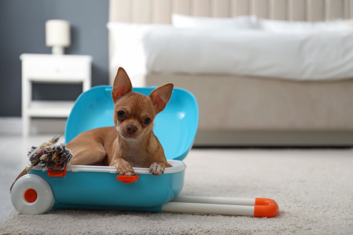 Viajes pet friendly con Airbnb