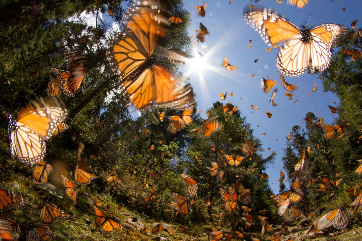 Mariposa monarca en Edomex