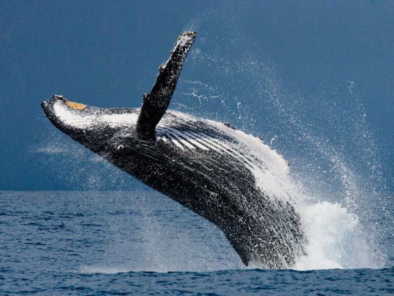 Avistamiento de ballenas