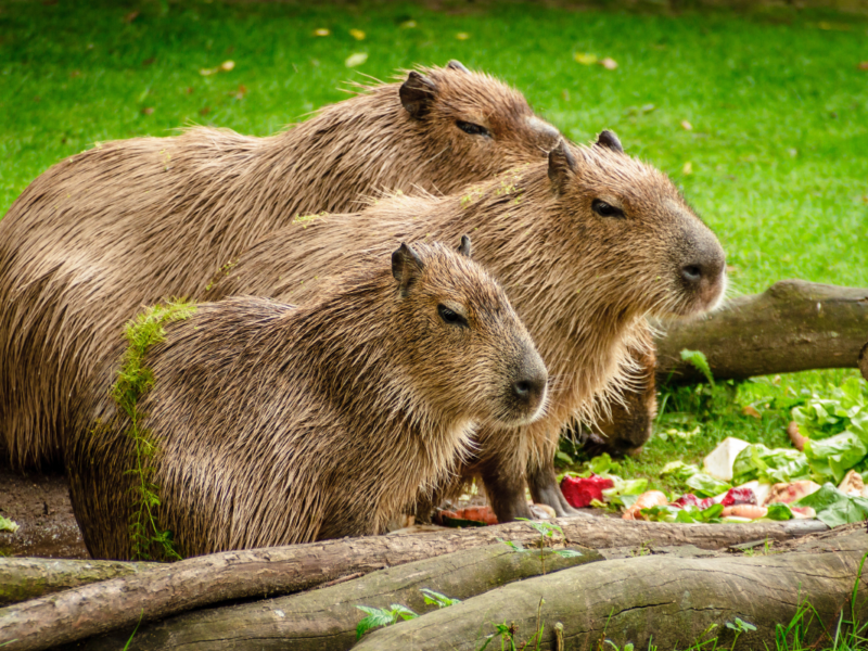 capibaras en el Acuario Michin