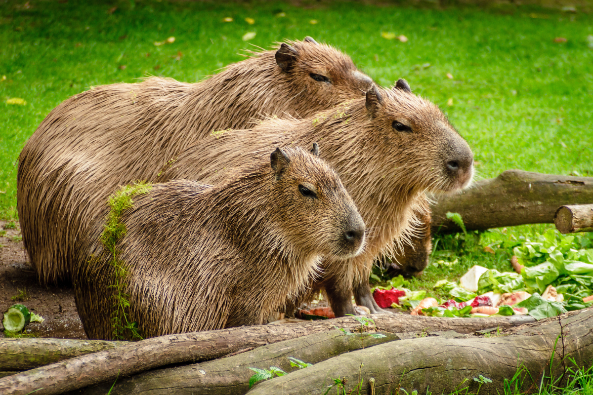 capibaras en el Acuario Michin
