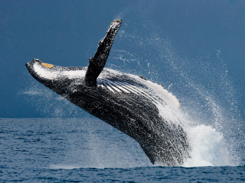 avistamiento de ballenas
