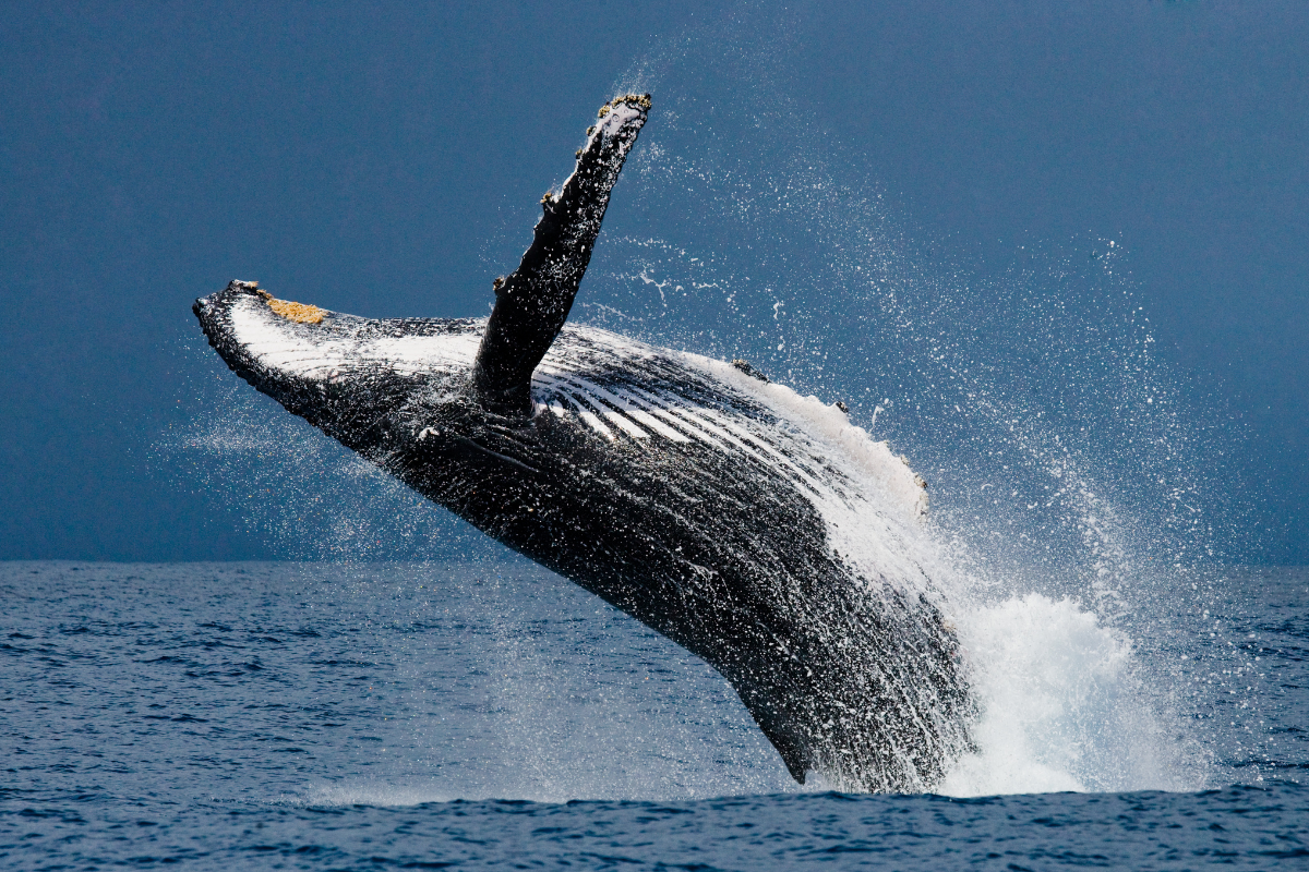 avistamiento de ballenas