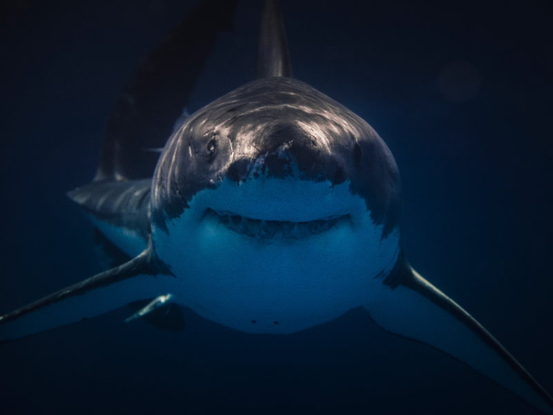 Tiburones en el museo Yancuic