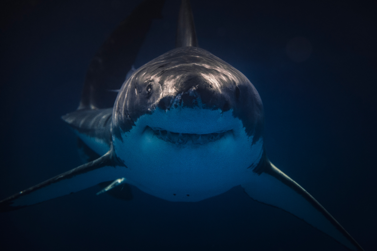 Tiburones en el museo Yancuic