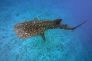 Tiburón ballena