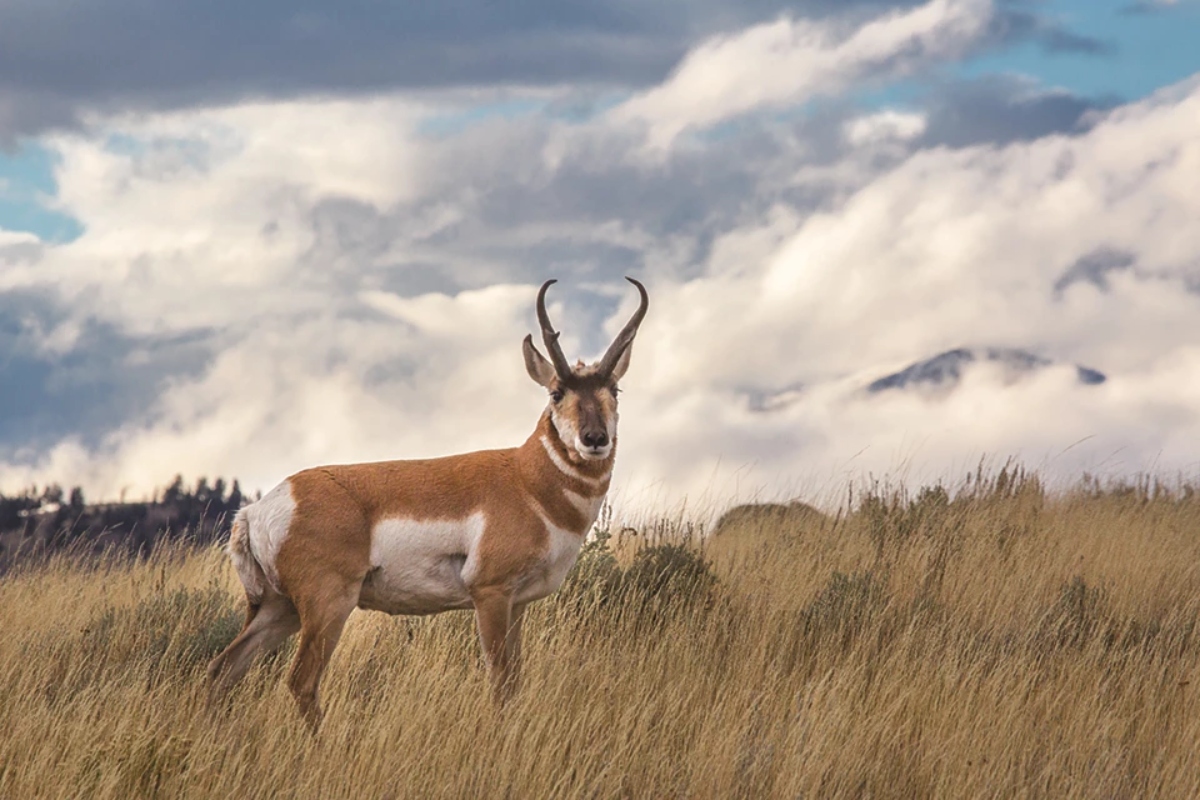 Animales en Yellowstone