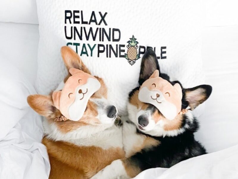 Staypineapple