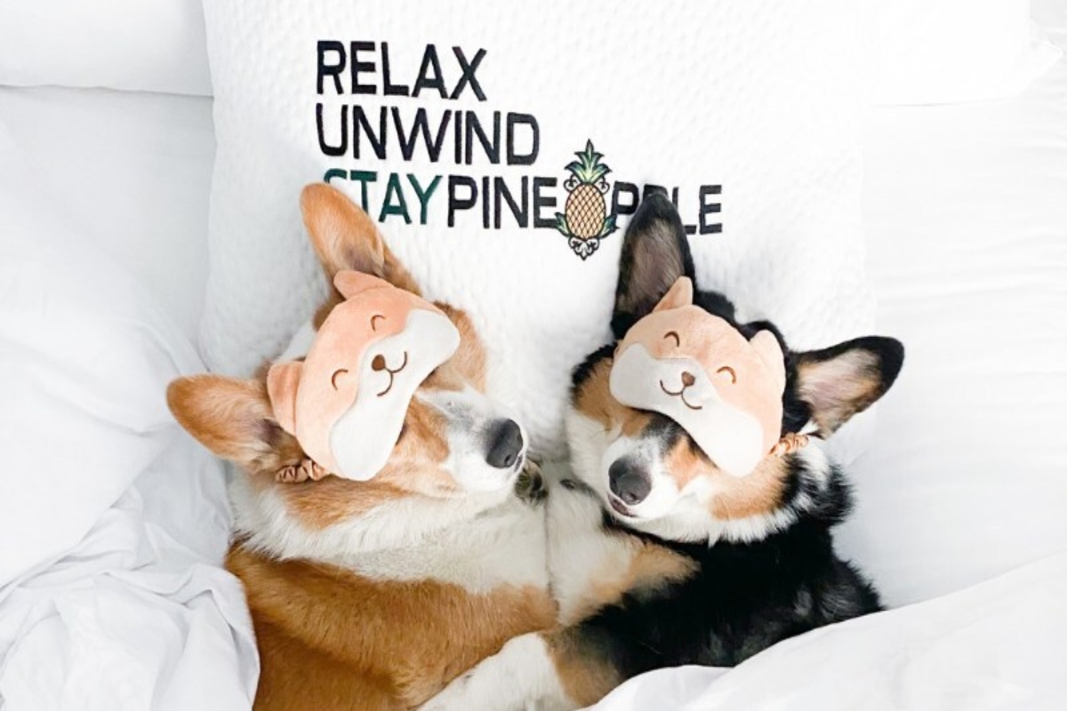 Staypineapple
