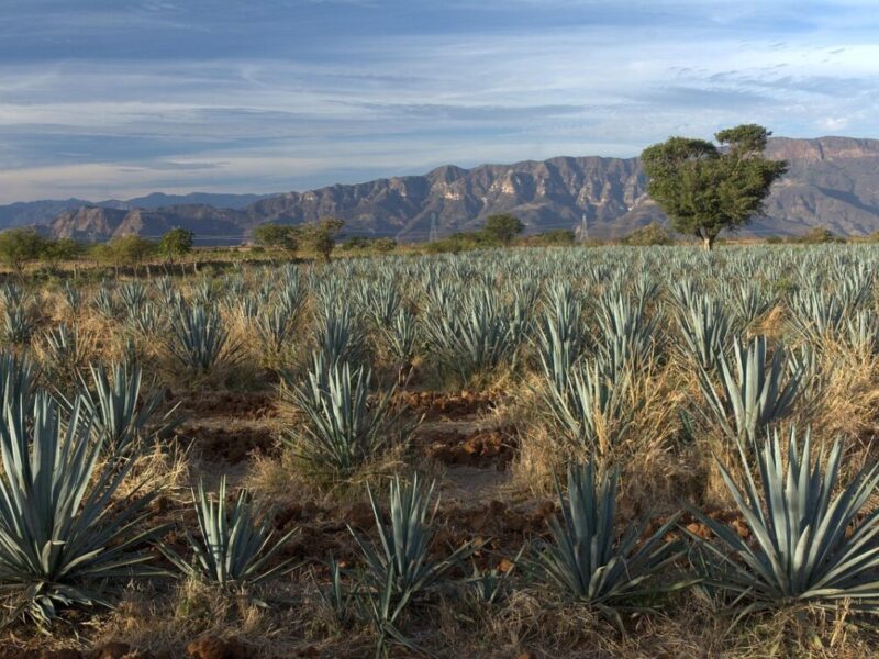 Agave