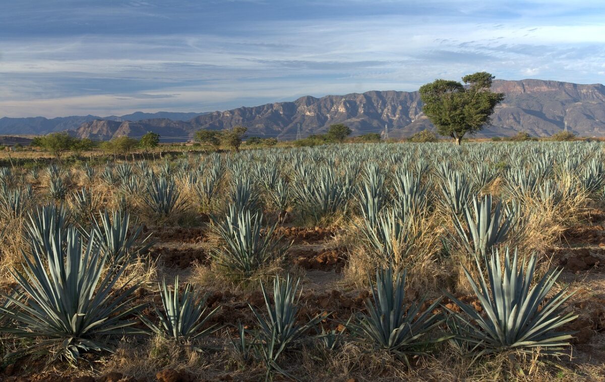 Agave