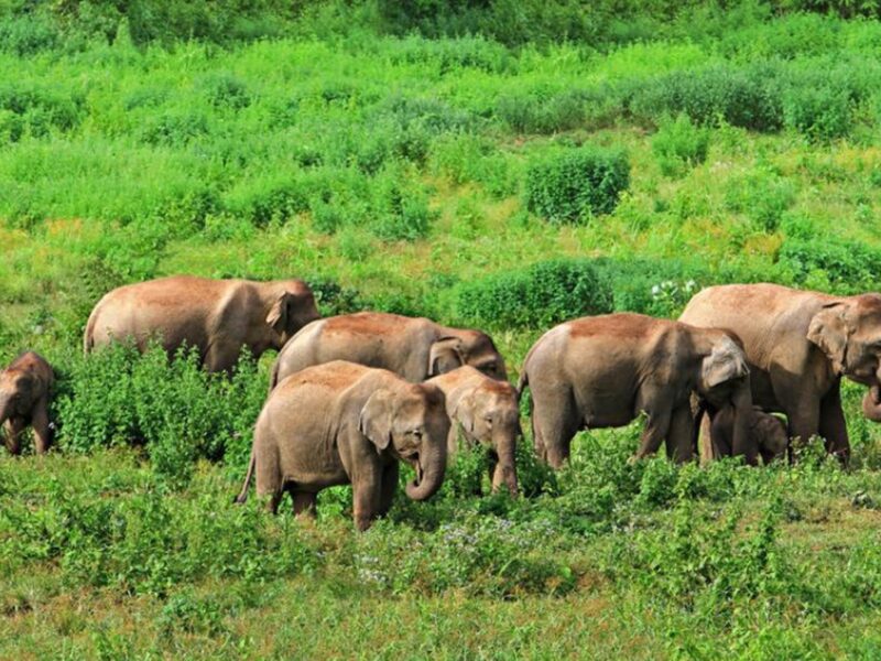 Elefantes en libertad en el Parque Nacional Kui Buri, uno de los pocos lugares en Tailandia donde es posible observarlos en su hábitat natural.
