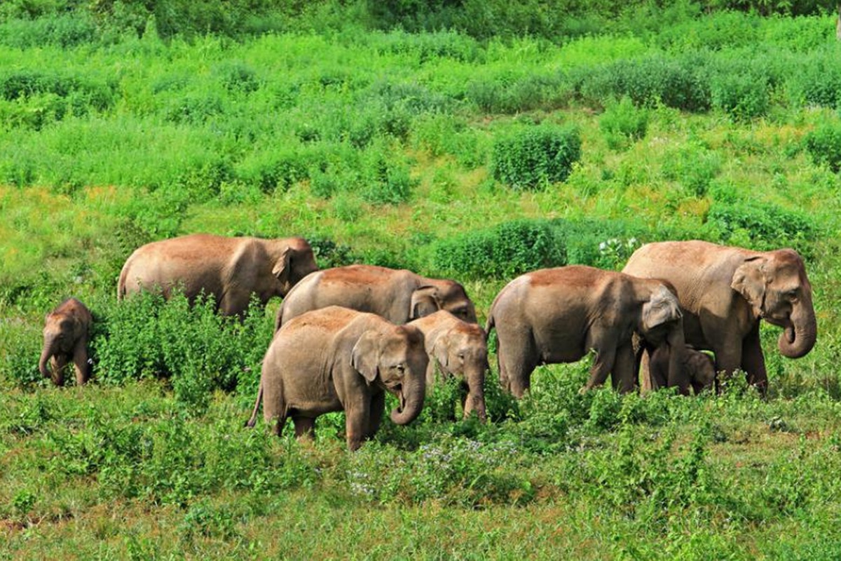 Elefantes en libertad en el Parque Nacional Kui Buri, uno de los pocos lugares en Tailandia donde es posible observarlos en su hábitat natural.