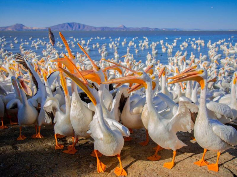 Festival de las Aves de Michoacán