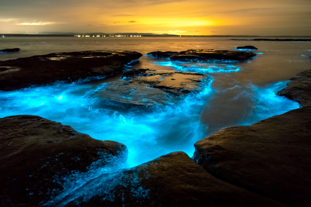 Playas bioluminiscencia