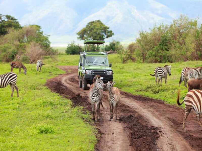 Los safaris en África ofrecen una oportunidad inigualable para admirar la vida salvaje en su entorno natural.