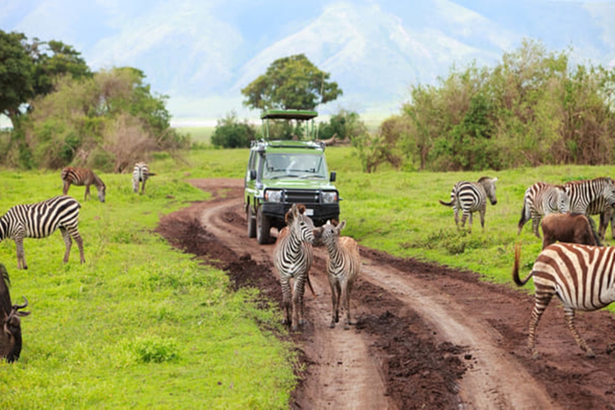 Los safaris en África ofrecen una oportunidad inigualable para admirar la vida salvaje en su entorno natural.