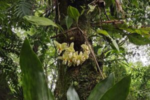 Día Nacional de la Orquídea