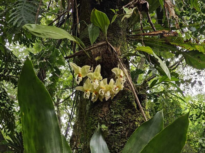 Día Nacional de la Orquídea
