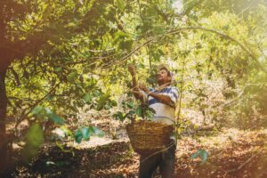 Ruta del café y el tabaco en Nayarit