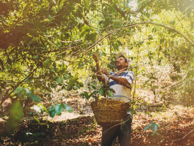 Ruta del café y el tabaco en Nayarit