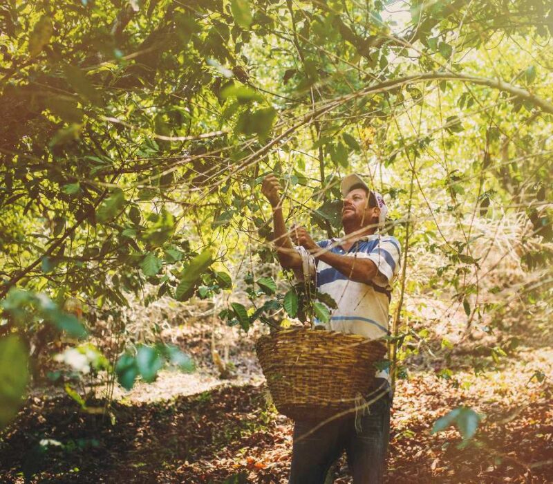 Ruta del café y el tabaco en Nayarit