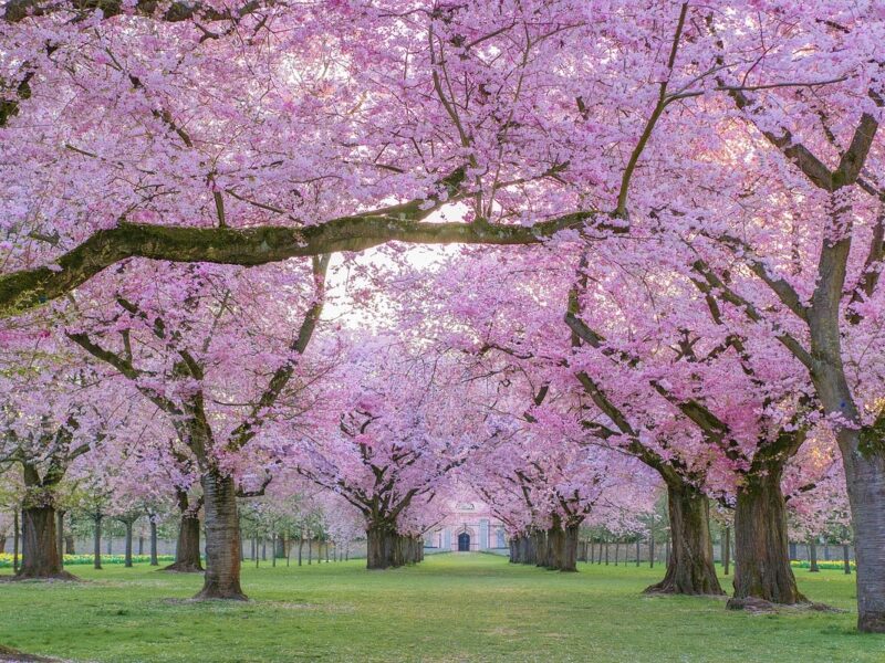 Tokio se tiñe de rosa mientras cerezos en flor atraen a turistas y residentes para disfrutar del hanami.