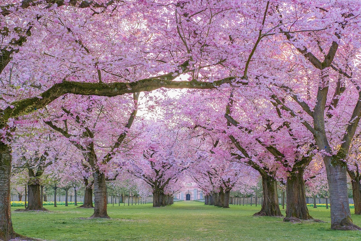 Tokio se tiñe de rosa mientras cerezos en flor atraen a turistas y residentes para disfrutar del hanami.