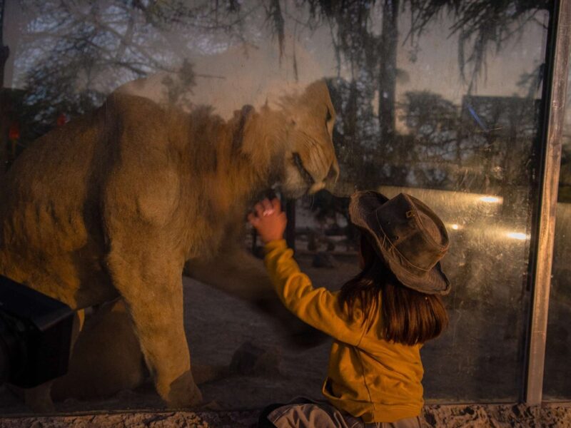 Moon Safari ofrece a los visitantes un recorrido nocturno único para conocer de cerca la vida animal bajo la luz de la luna.