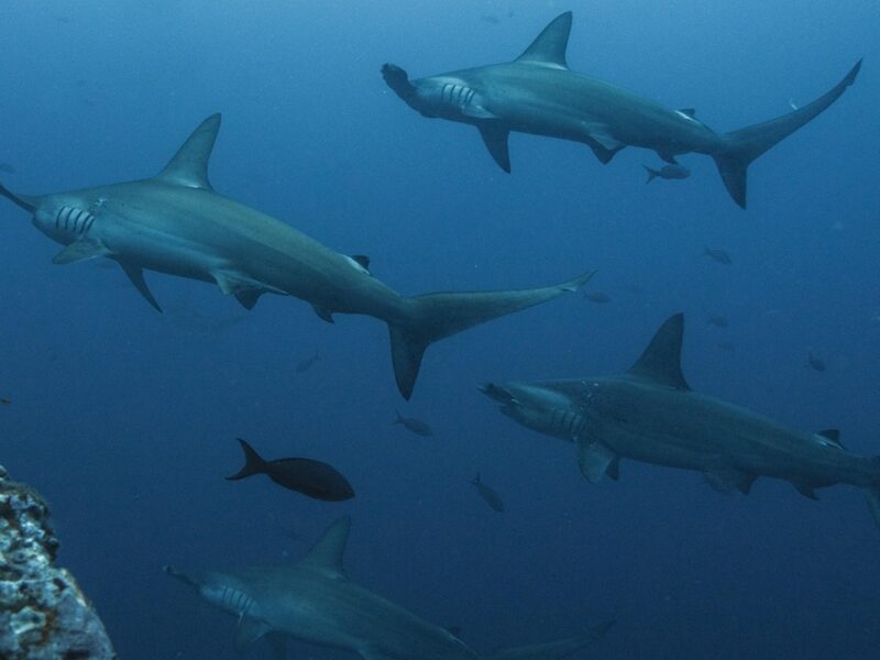 Vive la adrenalina de nadar con tiburones en siete destinos alrededor del mundo, desde México hasta Sudáfrica.