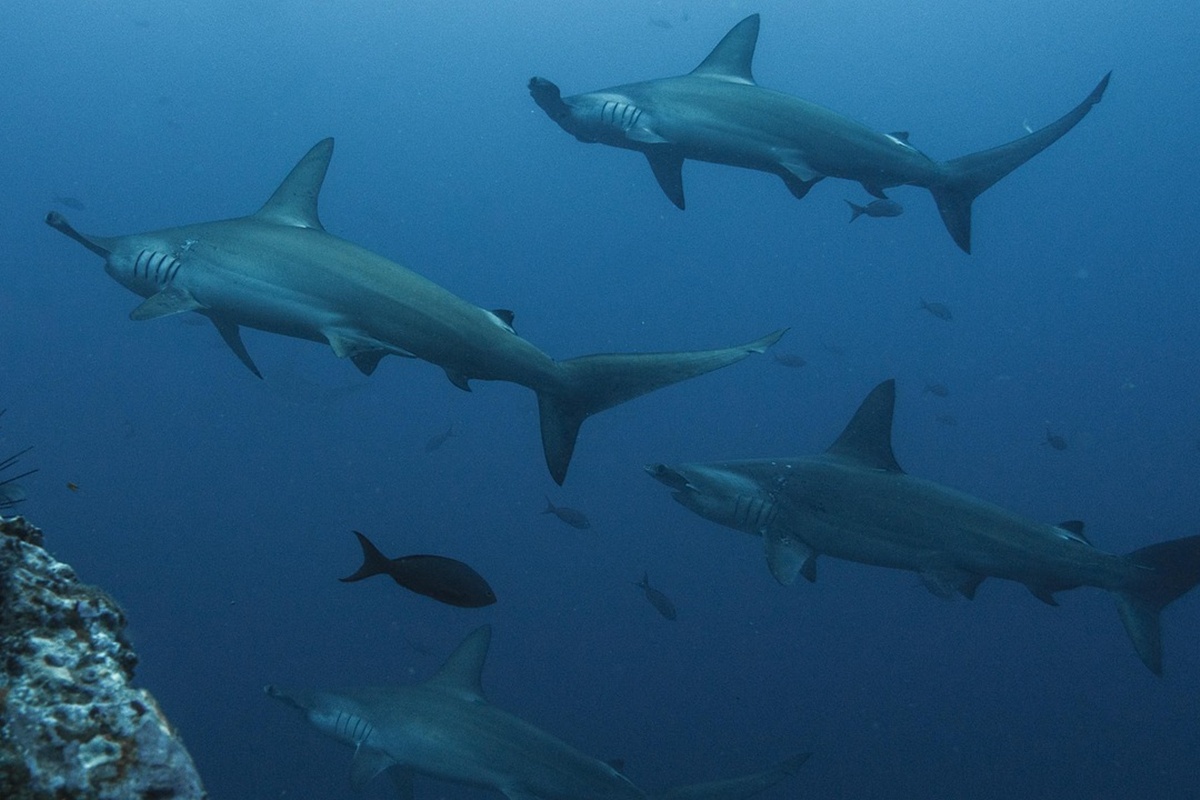 Vive la adrenalina de nadar con tiburones en siete destinos alrededor del mundo, desde México hasta Sudáfrica.