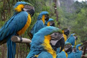 En el corazón de la Sierra Madre se oculta uno de los secretos mejor guardados del destino: el Santuario de las Guacamayas.