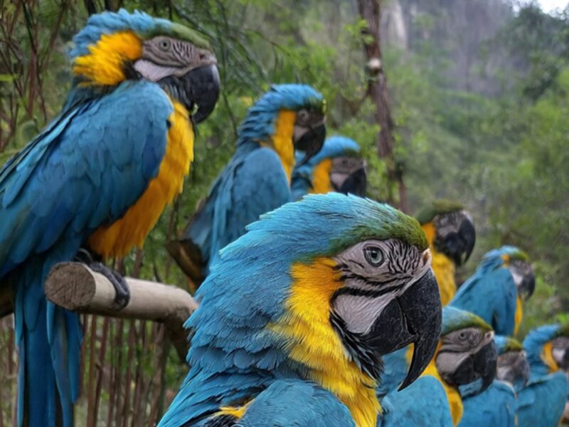 En el corazón de la Sierra Madre se oculta uno de los secretos mejor guardados del destino: el Santuario de las Guacamayas.