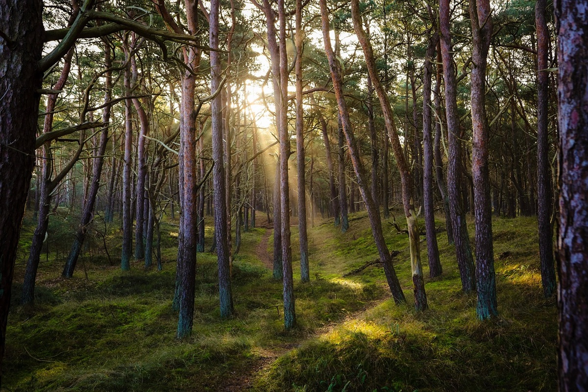 El Shinrin-yoku, o baño de bosque, permite relajarse y reconectar con la naturaleza en Japón