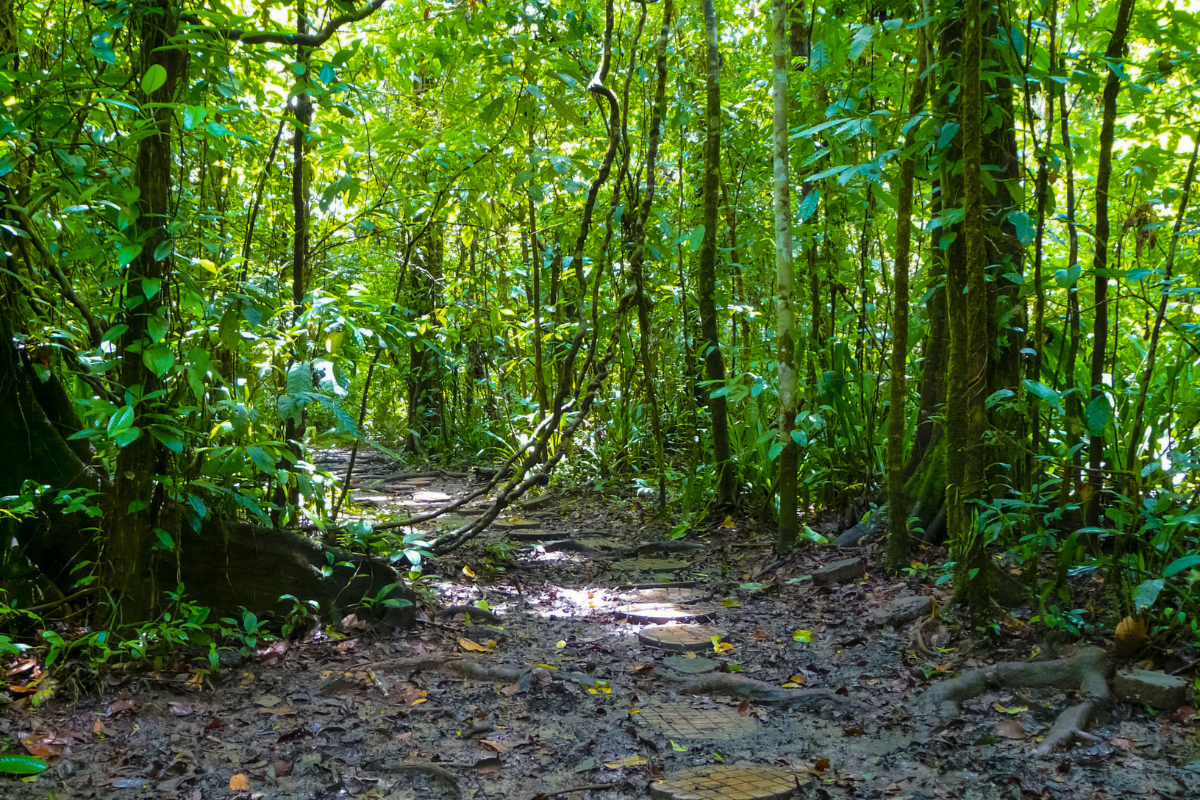 estancias entre árboles