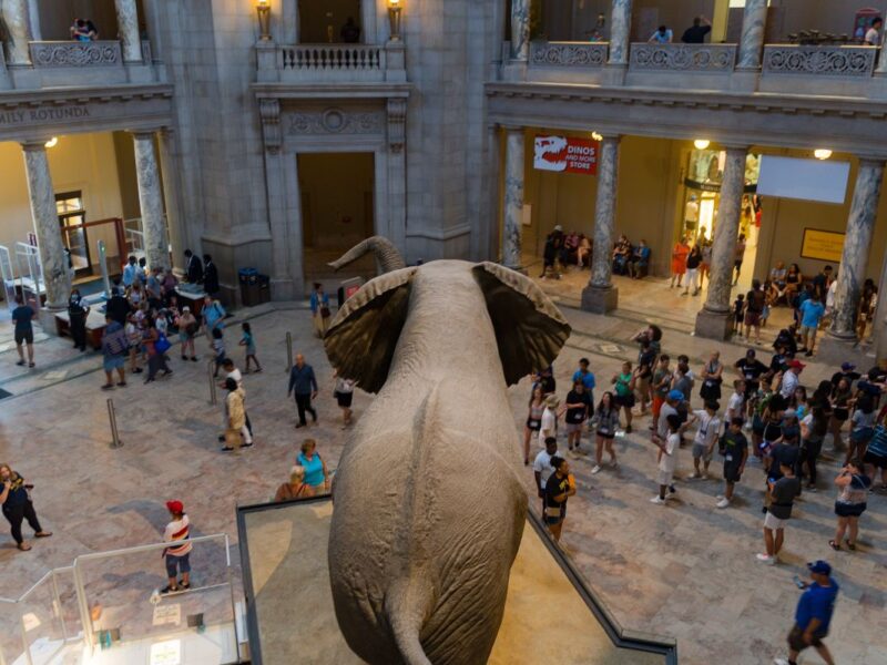 Washington DC Noche del museo