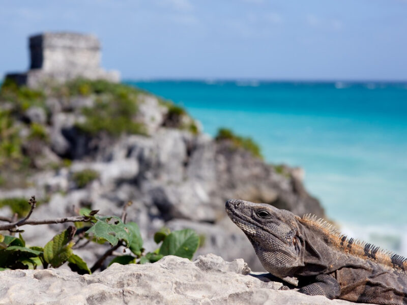 Arenas blancas y aguas turquesa convierten este paraíso caribeño en un imán internacional.